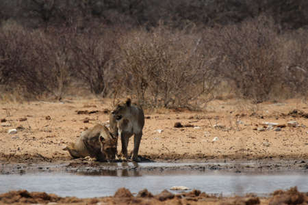 Two lionesses at the waterhole in the Etosha National Park, Namibiaの写真素材