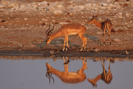 Two Black-faced Impala (Aepyceros melampus petersi) at the waterhole in the Etosha National Park, Namibiaの写真素材