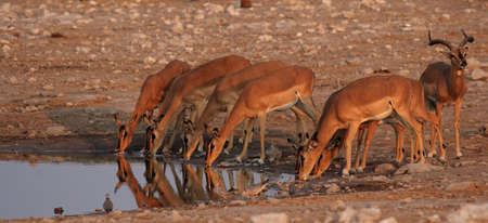 Black-faced Impala drinking at the waterhole in the Etosha National Park, Namibiaの写真素材