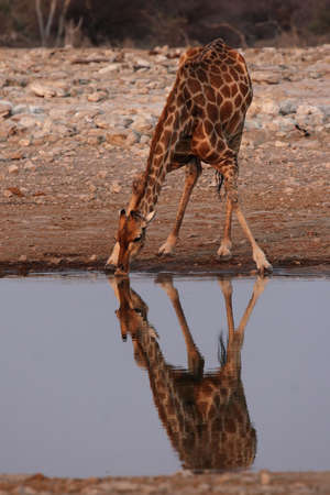 Drinking Giraffe at the waterhole in the Etosha National Park, Namibiaの写真素材