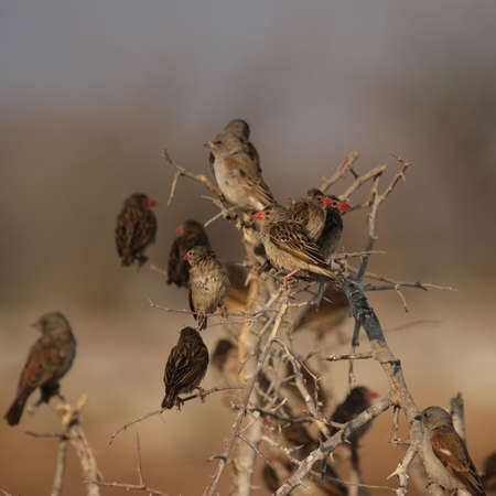 A flock of Red-billed Quelea (Quelea quelea) on a bush in the Etosha National Park, Namibiaの写真素材