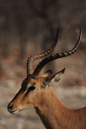 Portrait of a Black-faced Impala (Aepyceros melampus petersi) in the Etosha National Park, Namibiaの写真素材