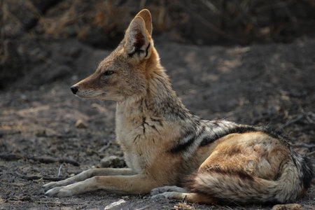 Black-backed Jackal (Canis mesomelas) resting in the shadow. Etosha National Park, Namibiaの写真素材
