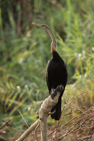 African Darter (Anhinga melanogaster rufa) in the Okavango Delta, Botswanaの写真素材