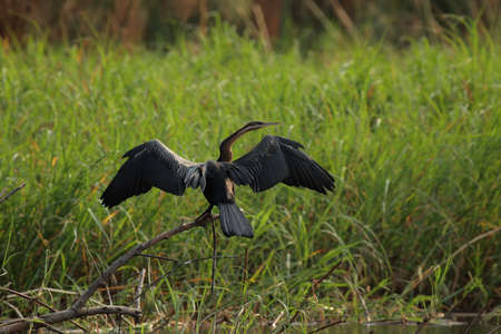 African Darter (Anhinga melanogaster rufa) spreads his wings to dry. Taken in the Okavango Delta, Botswanaの写真素材