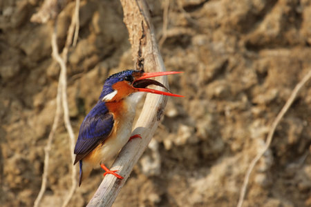 Malachite Kingfisher (Alcedo cristata) swallowing a caught fish; Okavango Delta, Botswana.