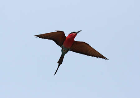 Carmine Bee-eater (Merops nubicoides) in the Okavango Delta, Botswana.の写真素材