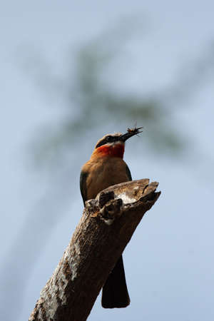 White-fronted Bee-eater (Merops bullockoides) has caught a wasp in the Okavango Delta, Botswana.の写真素材