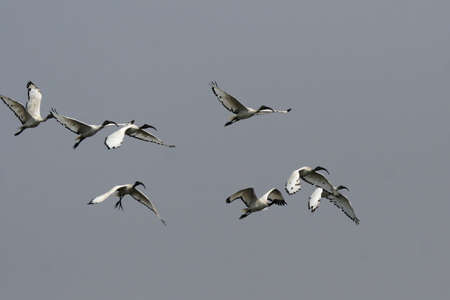 Sacred Ibis (Threskiornis aethiopicus) in the Okavango Delta, Botswana.の写真素材