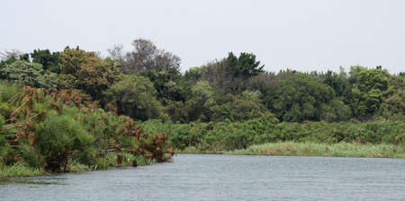 River bank of the Okavango River in Botswana.の写真素材