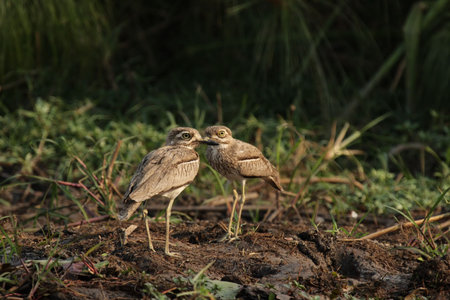 Two Water Dikkops (Burhinus vermiculatus) on the river bank of the Okavango, Botswanaの写真素材