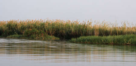 River bank of the Okavango in Botswana.の写真素材
