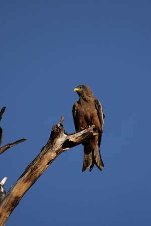 Yellow-billed Kite (Milvus aegyptius) sitting on a dead tree in the Okavango Delta, Botswanaの写真素材