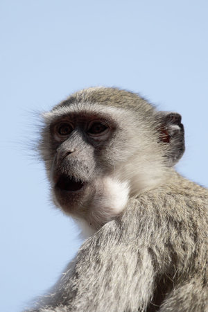Vervet Monkey (Cercopithecus pygerythrus) in the Okavango Delta in Botswana.