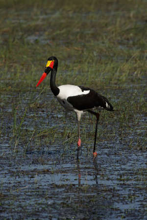 Saddle-billed Stork (Ephippiorhynchus senegalensis) looking for food in the Okavango Delta, Botswana.の写真素材