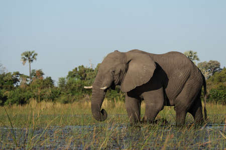 Elephant (Loxodonta africana) in the Okavango Delta, Botswana.の写真素材