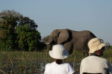Elephant in front of a Mokoro with tourists in the Okavango Delta, Botswana.の写真素材