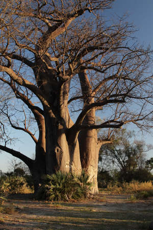A giant Baobab in the Okavango Delta, Botswana.の写真素材