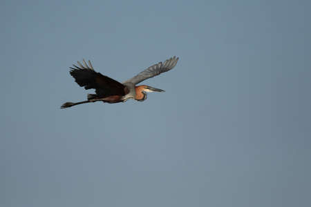 Goliath Heron (Ardea goliath) in flight over the Okavango Delta, Botswana.の写真素材