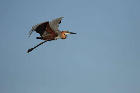 Goliath Heron (Ardea goliath) in flight over the Okavango Delta, Botswana.の写真素材