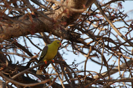 African Green Pigeon (Treron calva) in the Okavango Delta, Botswana.の写真素材