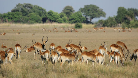 A herd of Red Lechwe (Kobus leche leche) grazing in the Okavango Delta, Botswana.の写真素材