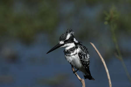 Pied Kingfisher (Ceryle rudis) in the Okavango Delta, Botswana.の写真素材