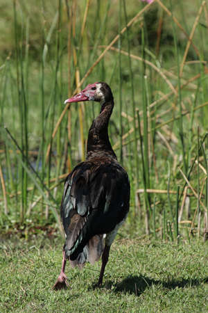 Spur-winged Goose (Plectropterus gambensis) in the Okavango Delta, Botswana.の写真素材