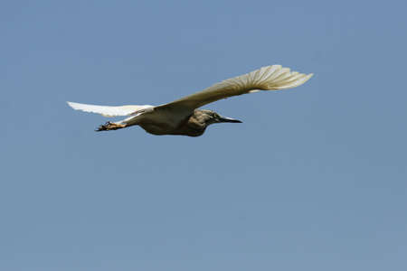 Squacco Heron (Ardeola ralloides) in the Okavango Delta, Botswana.の写真素材