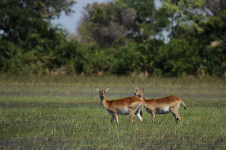 Red Lechwe grazing in the wetlands of the Okavango Delta, Botswana.の写真素材
