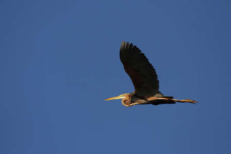 Purple Heron (Ardea purpurea) in flight over the Okavango Delta, Botswana.の写真素材