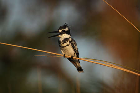 Pied Kingfisher (Ceryle rudis) in the Okavango Delta, Botswana.の写真素材