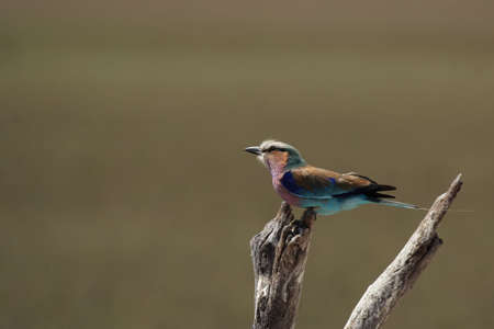 Lilac-breasted Roller (Coracias caudata) in the Okavango Delta, Botswana.の写真素材