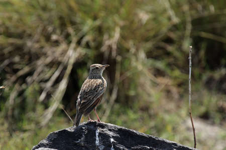 Rufous-naped Lark (Mirafra africana) in the Okavango Delta, Botswana.の写真素材