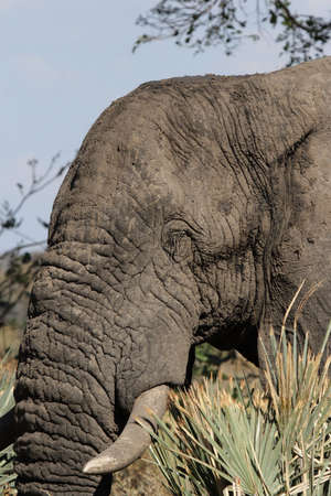 Elephant (Loxodonta africana) in the Okavango Delta, Botswana.の写真素材
