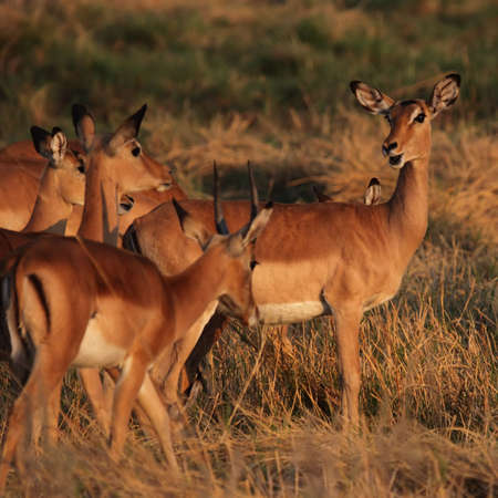 A herd of Impalas (Aepyceros melampus) grazing in the early morning light of the Okavango Delta, Botswana.の写真素材