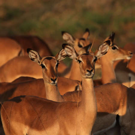 A herd of Impalas (Aepyceros melampus) grazing in the early morning light of the Okavango Delta, Botswana.の写真素材