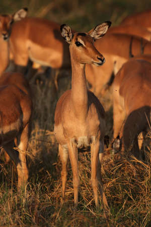A herd of Impalas (Aepyceros melampus) grazing in the early morning light of the Okavango Delta, Botswana.の写真素材
