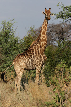 Giraffe (Giraffa camelopardalis) in the Okavango Delta, Botswana.の写真素材