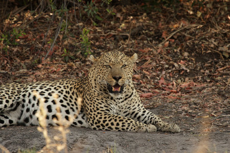 Leopard (Panthera pardus) in the Okavango Delta, Botswanaの写真素材