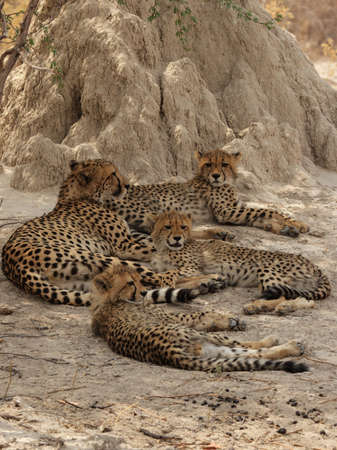 Cheetah family rests in the shadow of a termite mound in the Okavango Delta, Botswana.の写真素材