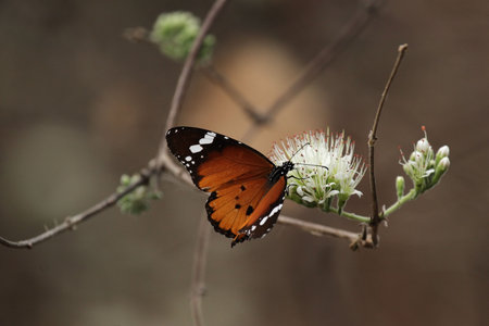 African Monarch (Danaus chrysippus) on a flower in the Okavango Delta, Botswana.の写真素材