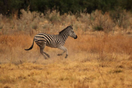 Plains Zebra (Equus quagga) running through the savanna in the Okavango Delta, Botswana.の写真素材