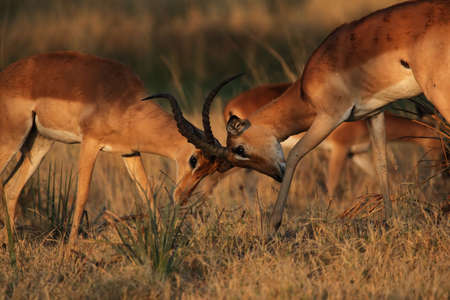 Two fighting Impalas (Aepyceros melampus) in the Okavango Delta, Botswana.の写真素材