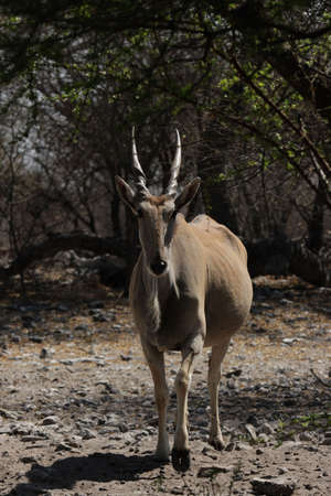Curious Eland (Taurotragus oryx) looks into the camera. Shot taken in Botswana.の写真素材