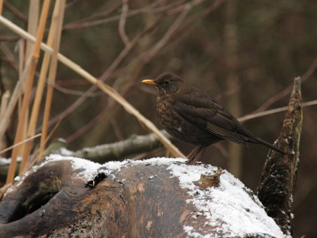 European Blackbird (Turdus merula) sitting on a tree root in winter