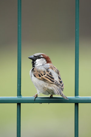 Male House Sparrow (Passer domesticus) sitting on a fence.の写真素材