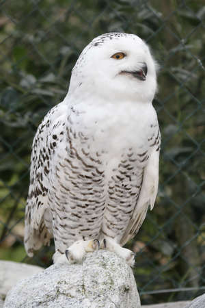 Snowy Owl (Bubo scandiacus) sitting in a cage in a zoo.の写真素材
