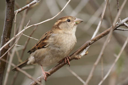 Female House Sparrow (Passer domesticus) sitting in a bushの写真素材
