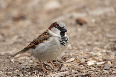 Male House Sparrow (Passer domesticus) sitting on the floor.の写真素材